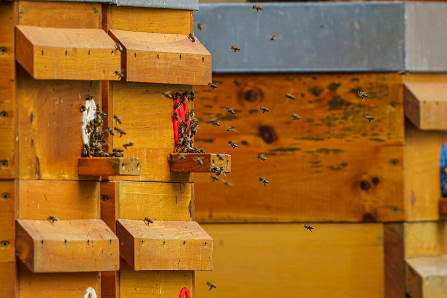 Le nombre moyenne d’une population d’abeille dans une ruche